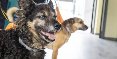 Zabrze szykuje ponad 2,15 mln zł na zwierzęta bezdomne i nagłe interwencje