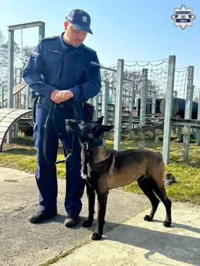 Zbój w mundurze - owczarek belgijski zacznie patrolować Zabrze